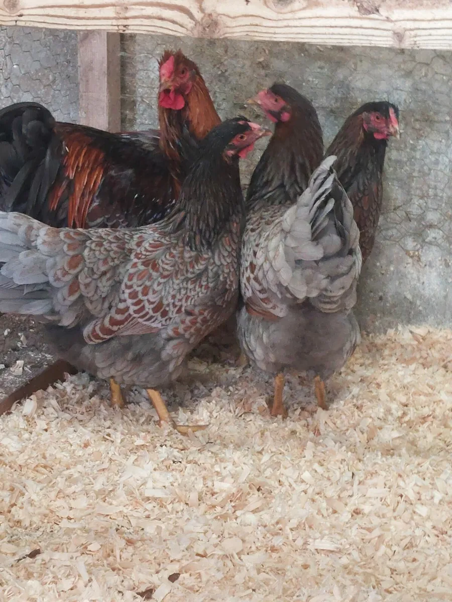 Pure bred point of lay large fowl pullets - Image 4