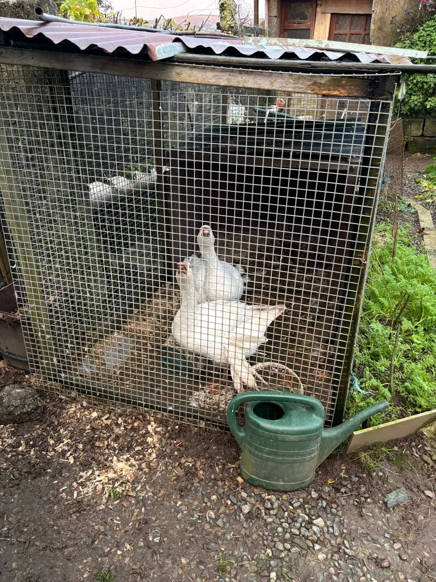 Goose and gander - Image 1