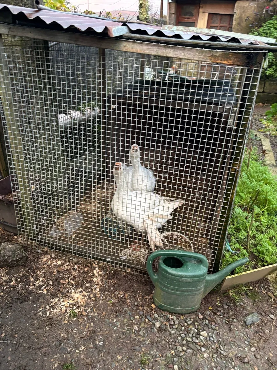 Goose and gander - Image 2