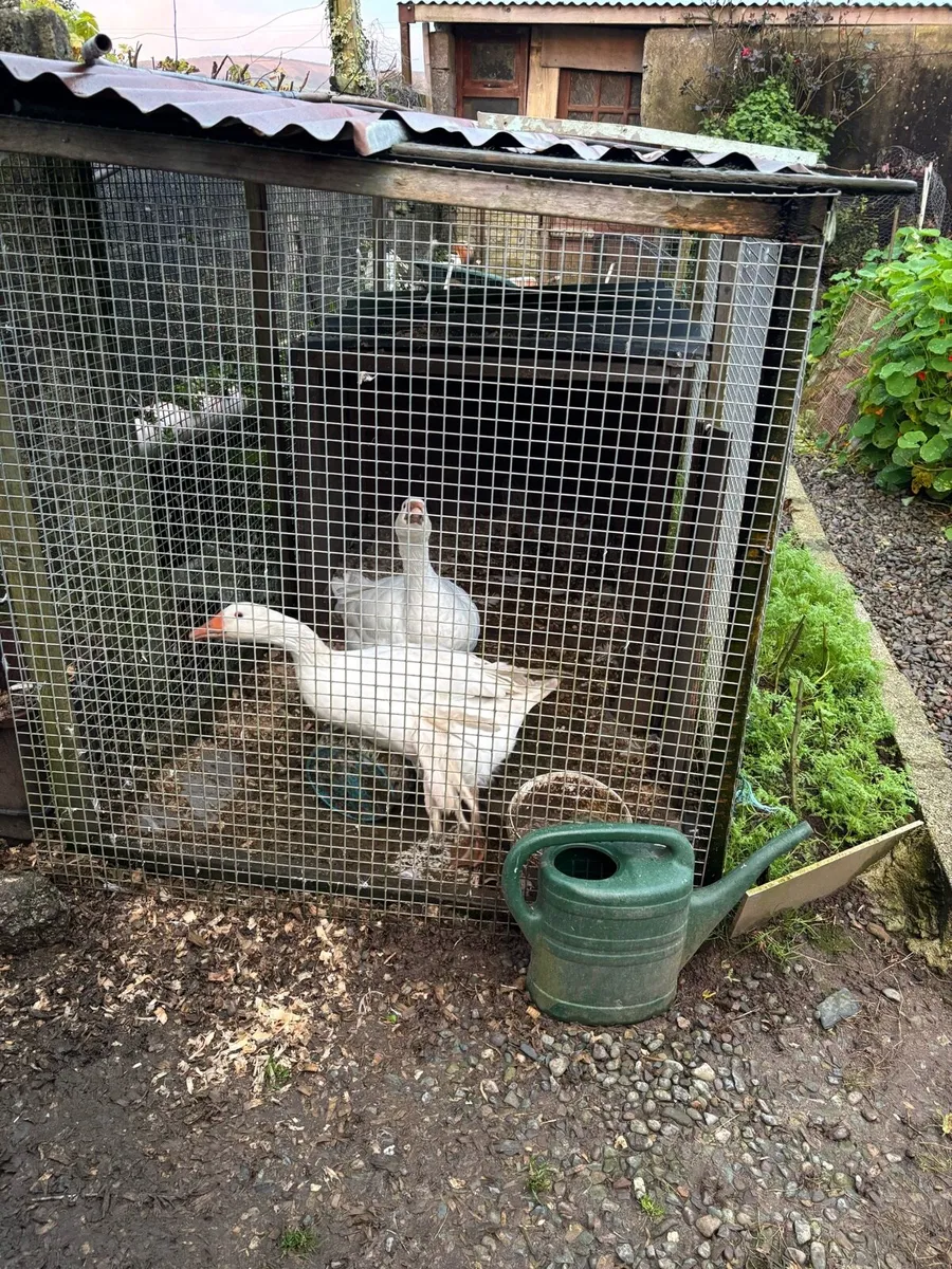 Goose and gander - Image 3