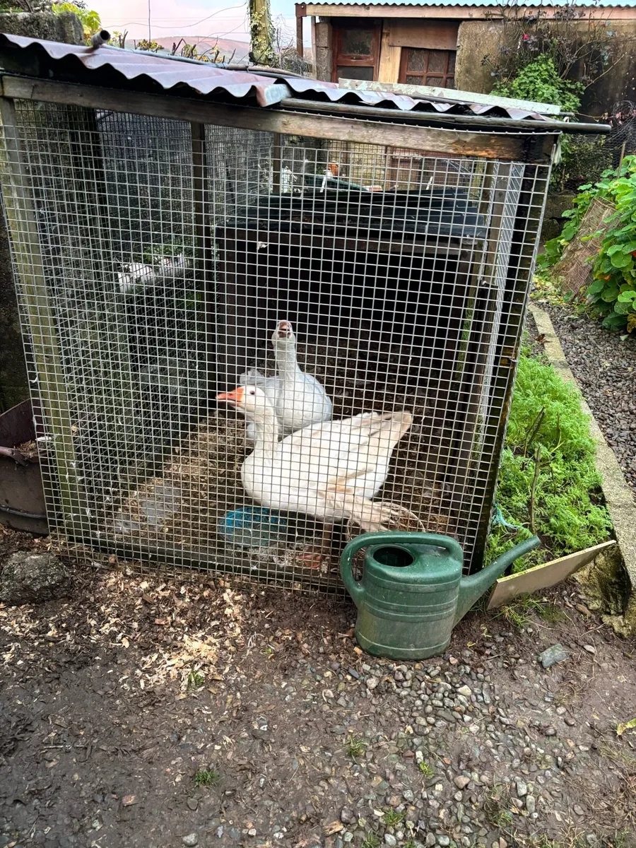 Goose and gander - Image 4