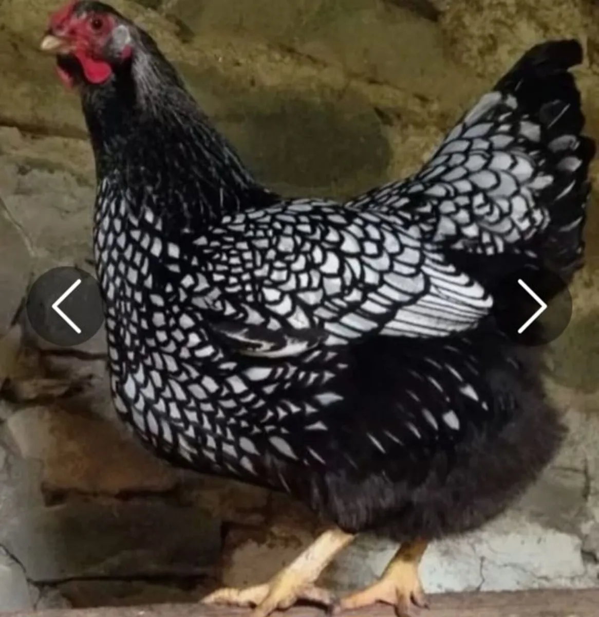 Pure bred point of lay large fowl pullets - Image 1