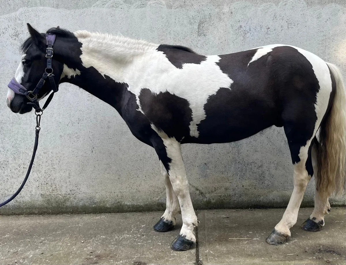 PC/SJ/Allrounder Pony - Image 3