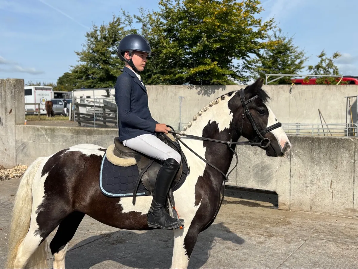 PC/SJ/Allrounder Pony - Image 2
