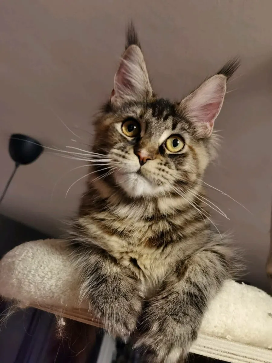 Active registered maine coon kitten - Image 1