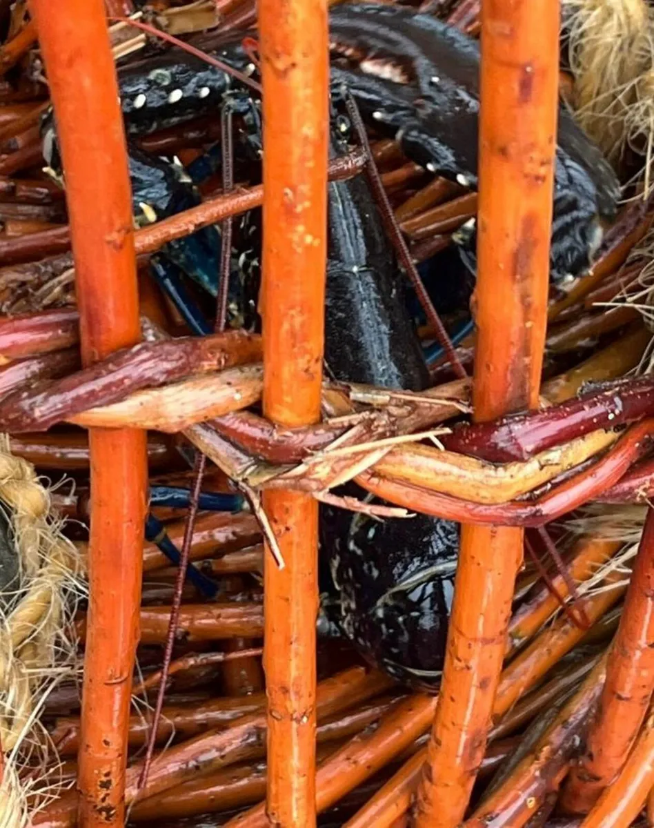 Lobster/crayfish creels - Image 4