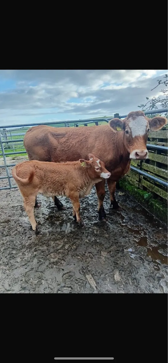 First calver with bull calf - Image 1