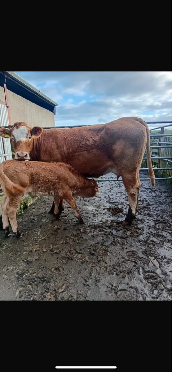 First calver with bull calf - Image 2