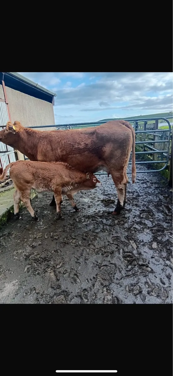 First calver with bull calf - Image 3