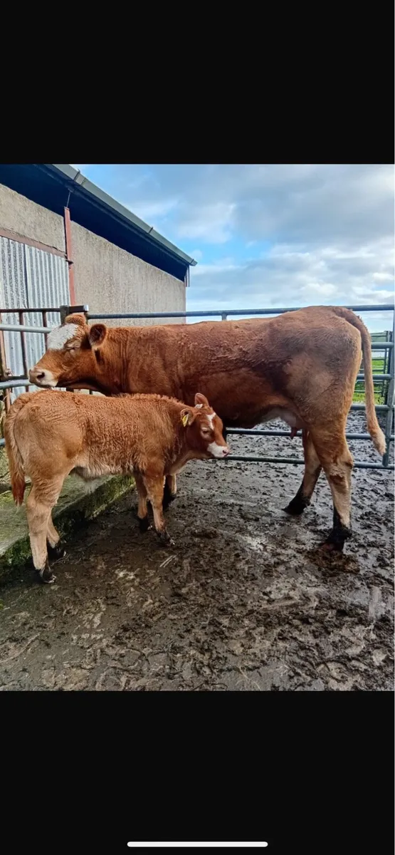 First calver with bull calf - Image 4