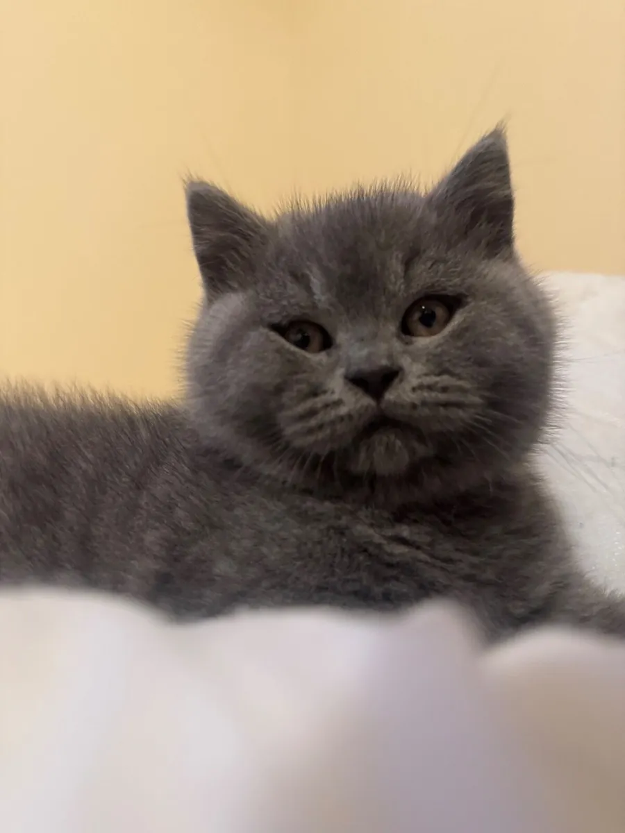 British shorthair kittens - Image 1