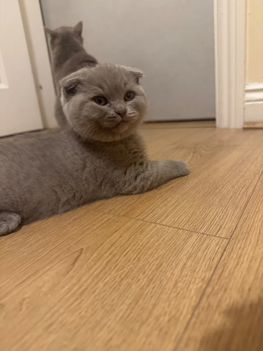 British shorthair kittens - Image 2