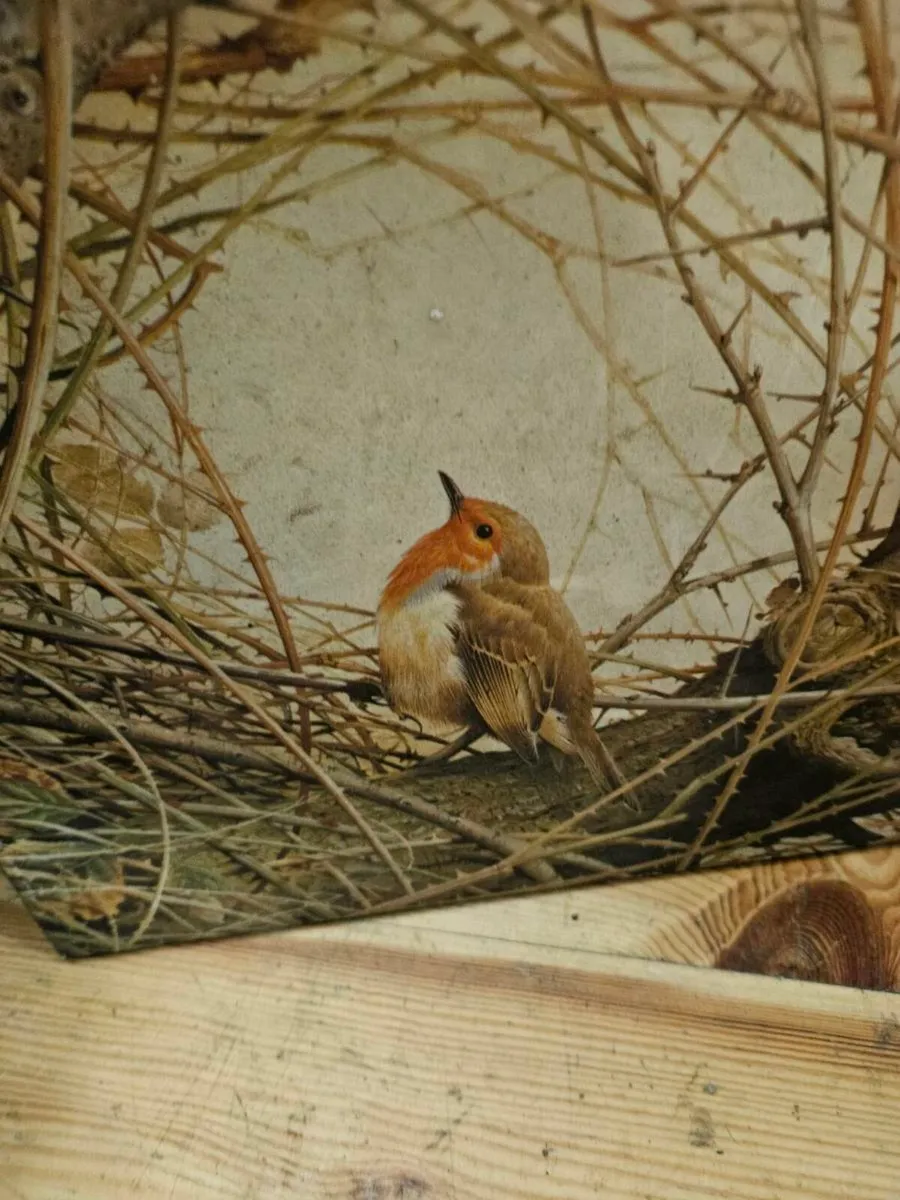 Vintage Picture Print of a Robin - Image 3
