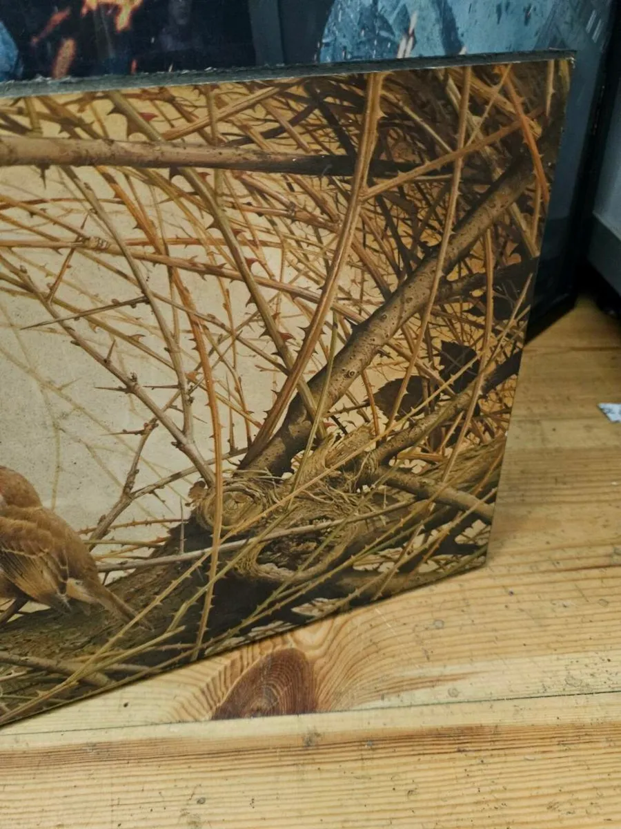 Vintage Picture Print of a Robin - Image 4