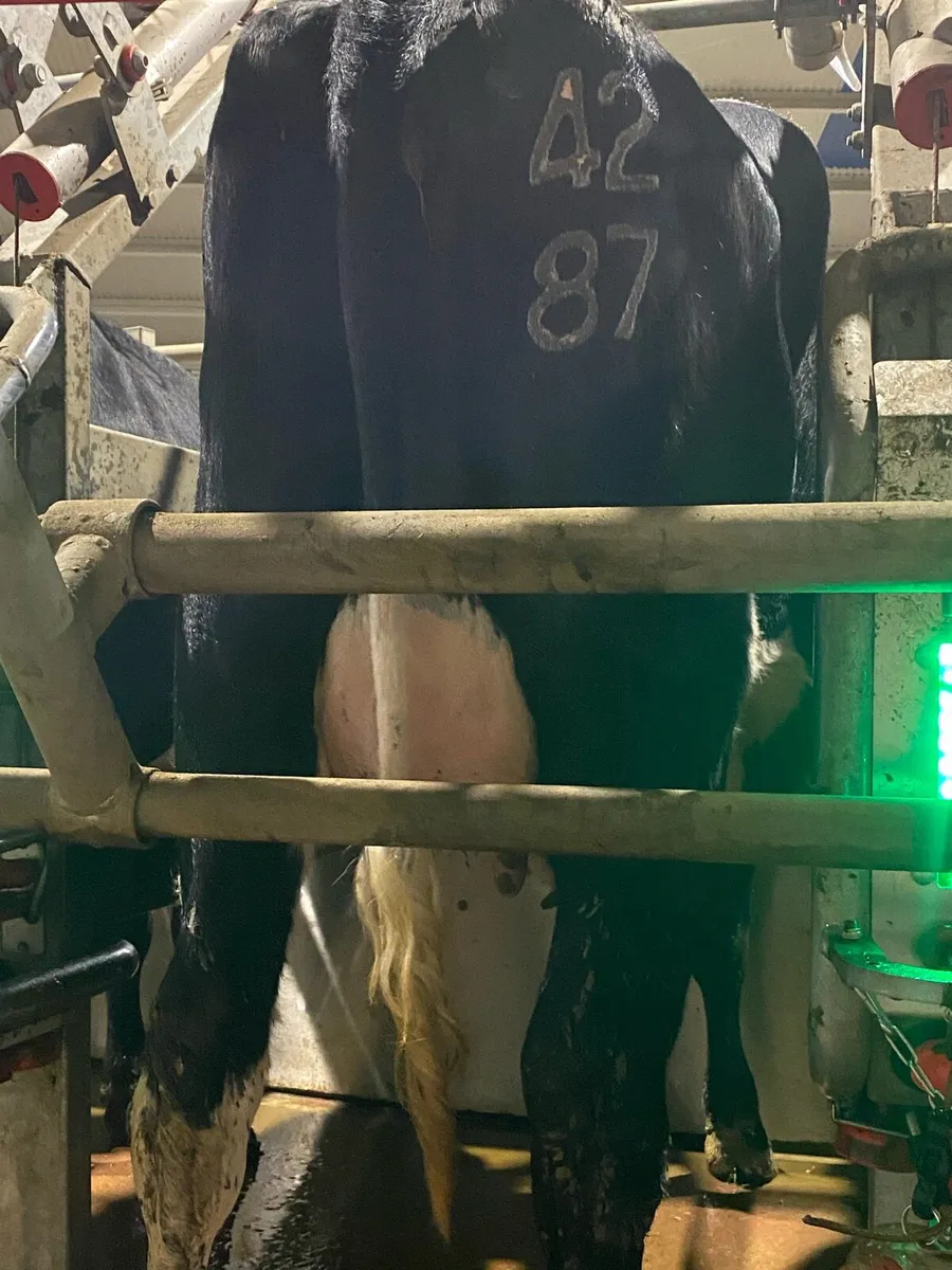 Fresh calved heifers ⭐️ 30 DAY TEST ⭐️ - Image 4