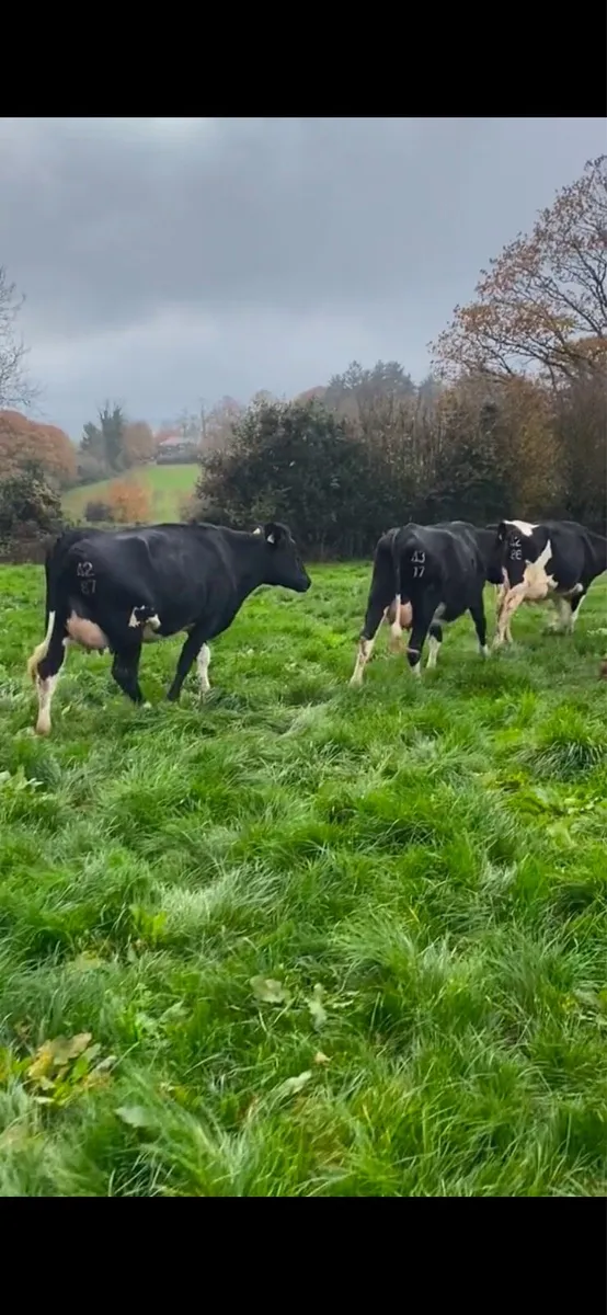 Fresh calved heifers ⭐️ 30 DAY TEST ⭐️ - Image 1