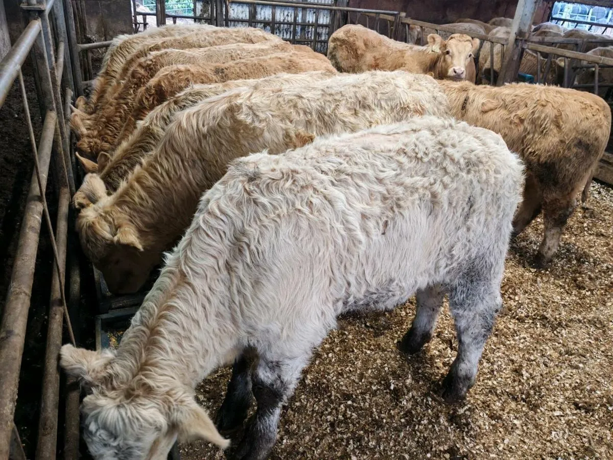 10 Super Chx Bullock's. - Image 4