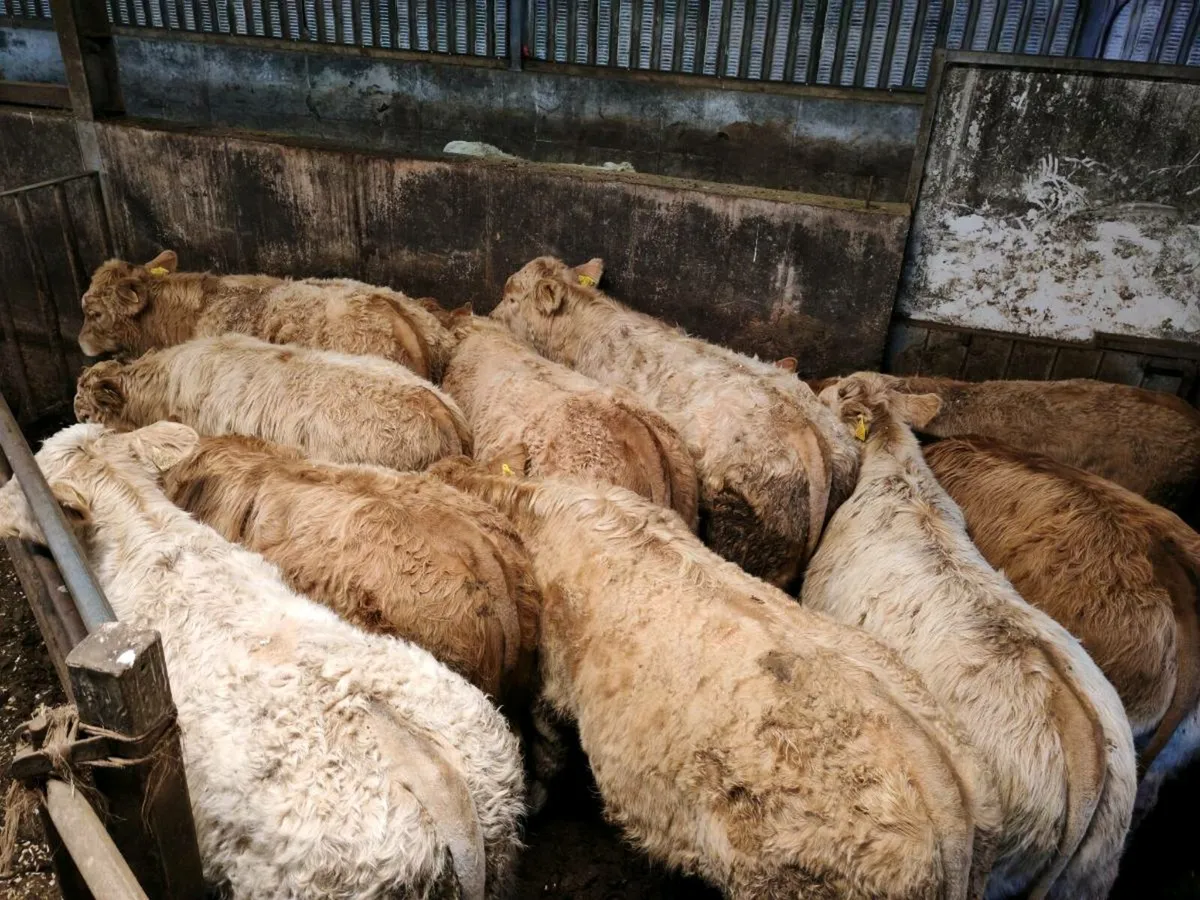 10 Super Chx Bullock's. - Image 2