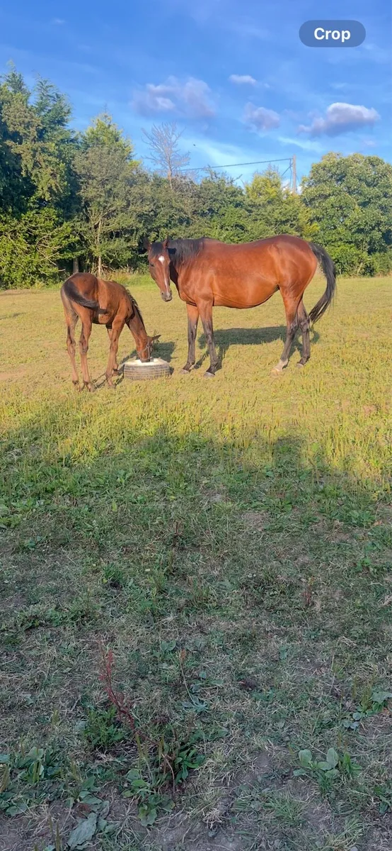 NH Broodmare wanted