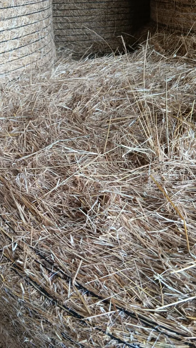 Hay - Image 2
