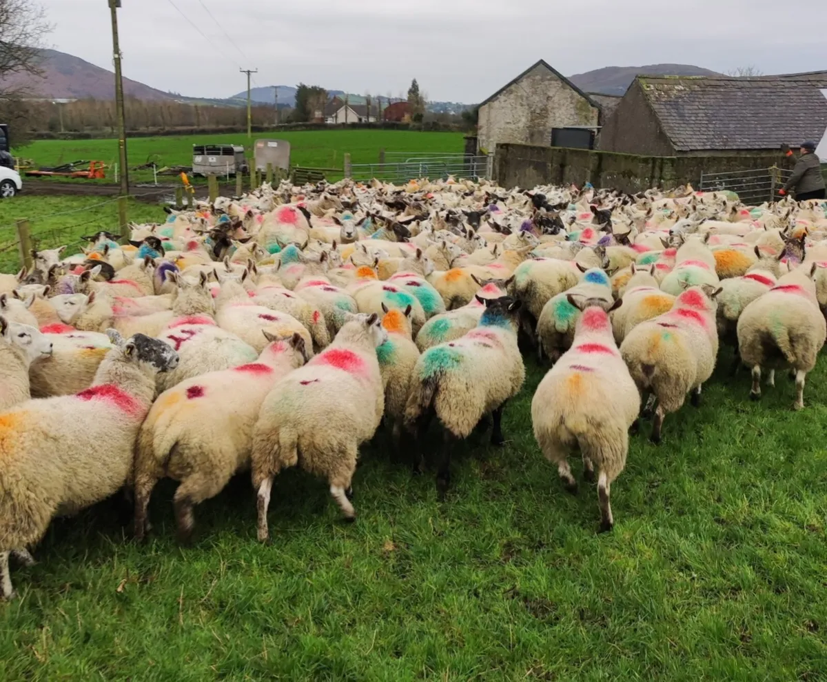 Winter Grazing For Sheep
