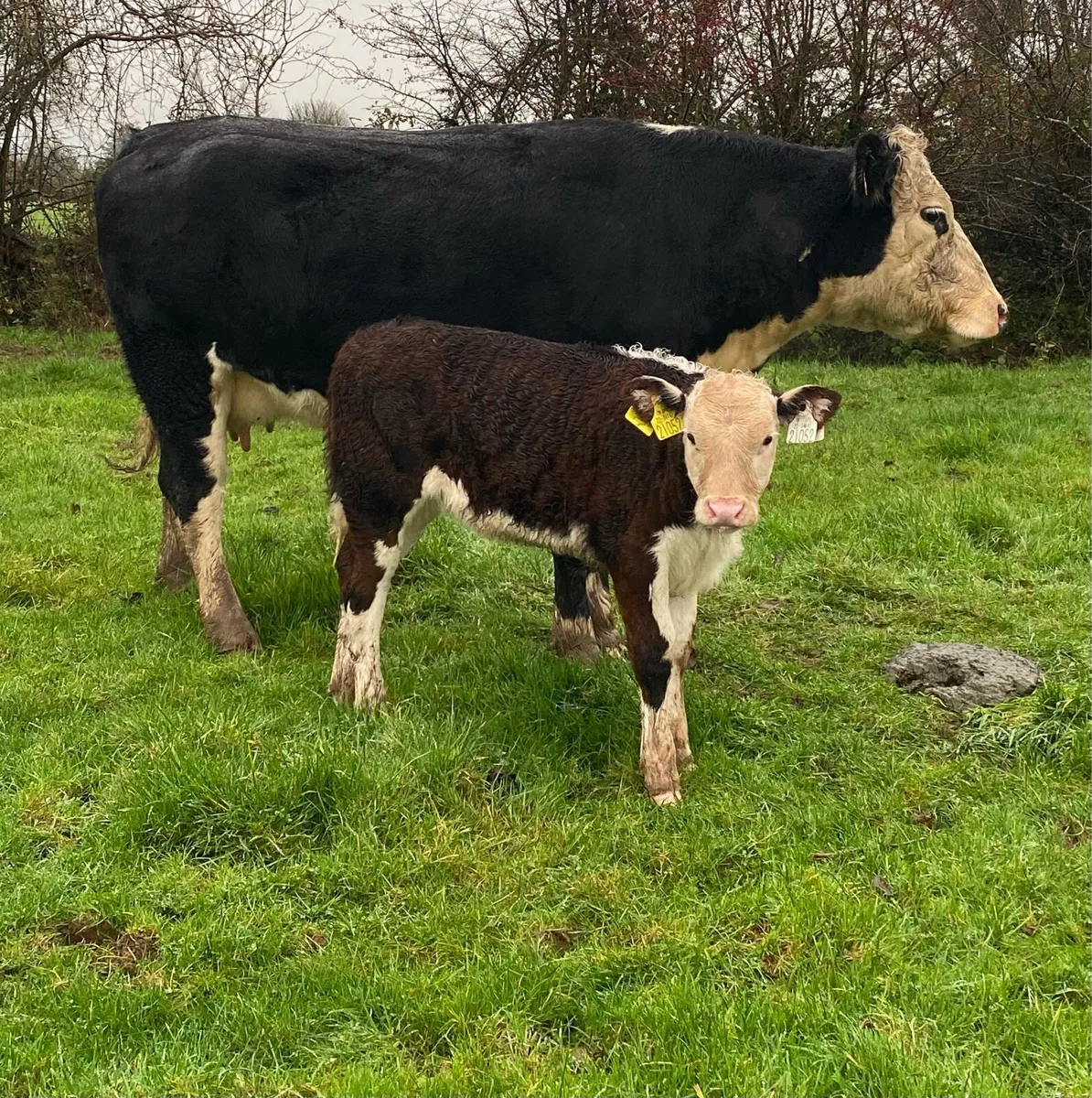 ⭐️Super Hereford Heifer And Heifer Calf⭐️ - Image 3