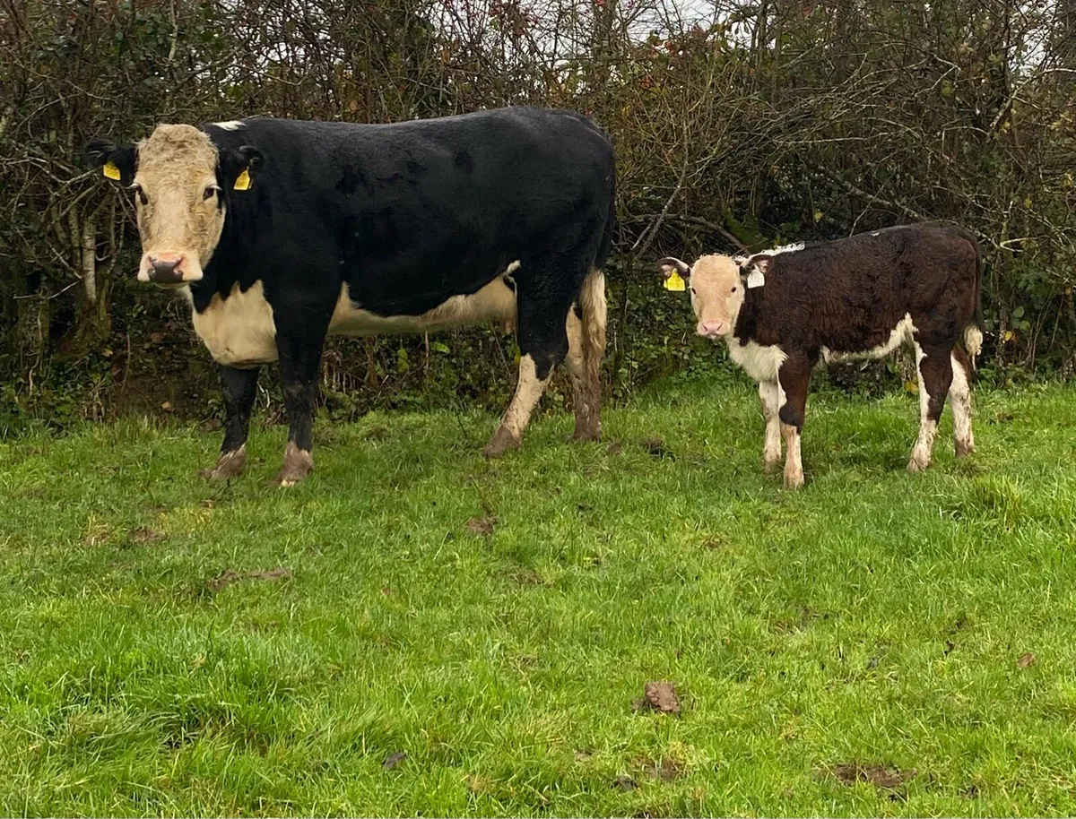 ⭐️Super Hereford Heifer And Heifer Calf⭐️ - Image 4
