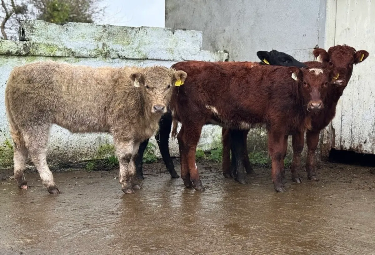 ⭐️4 Smashing Heifer Weanlings⭐️ - Image 1
