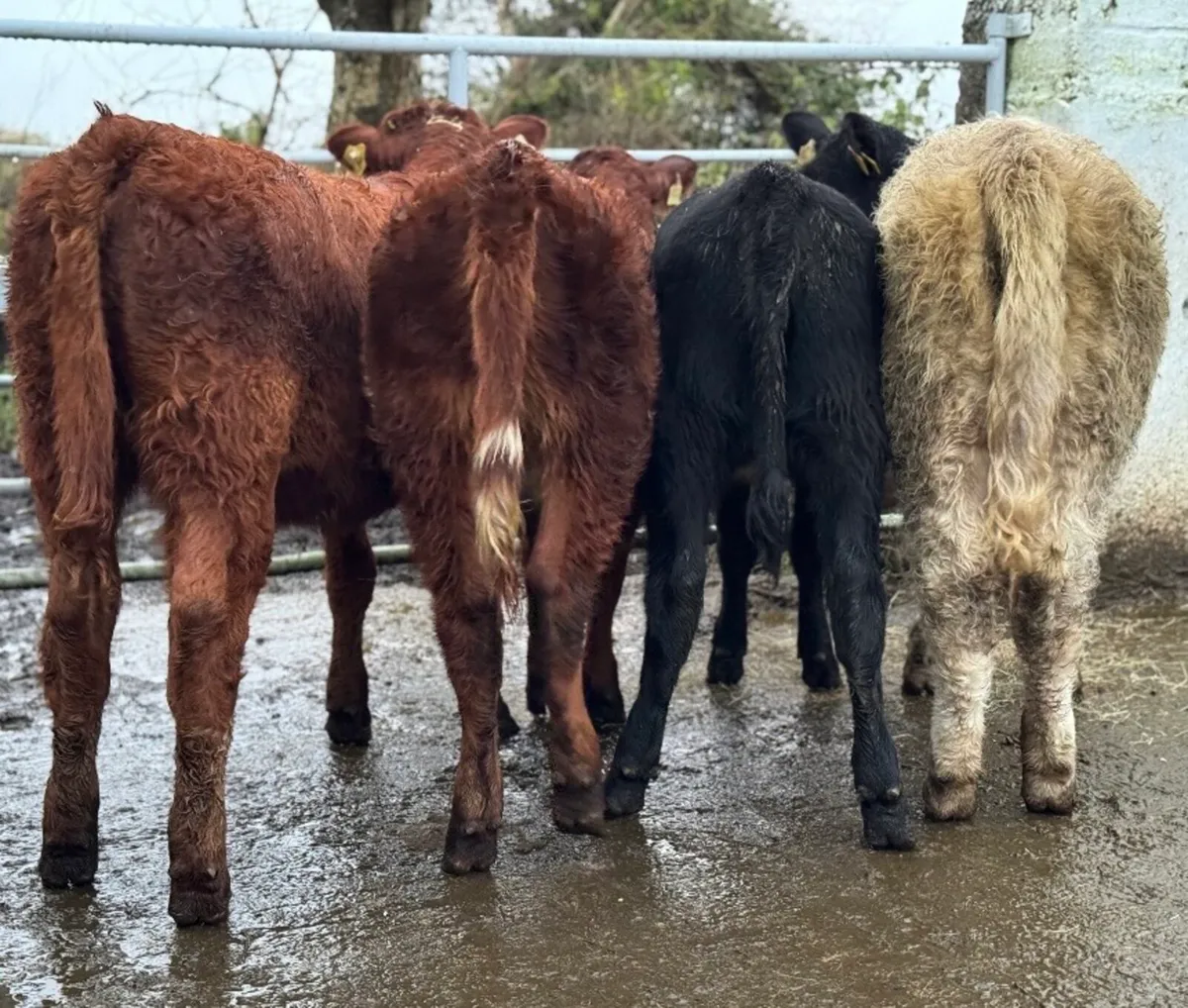 ⭐️4 Smashing Heifer Weanlings⭐️ - Image 2