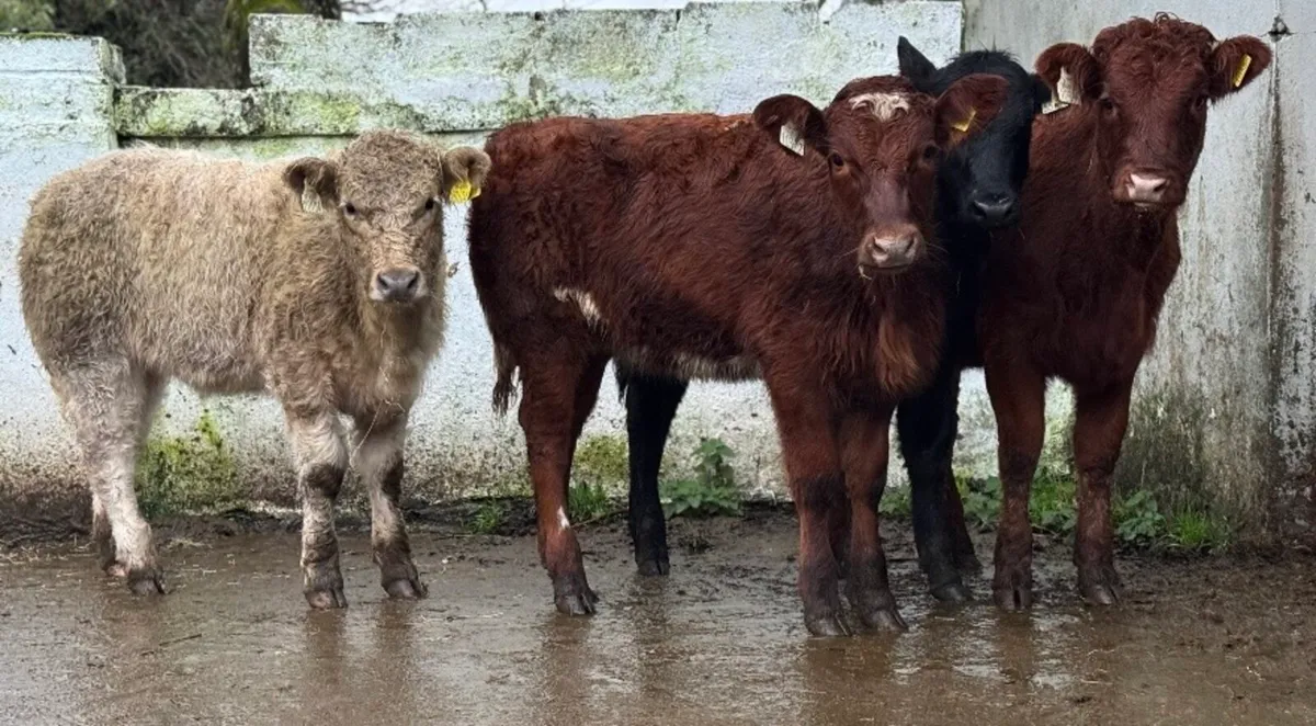 ⭐️4 Smashing Heifer Weanlings⭐️ - Image 3