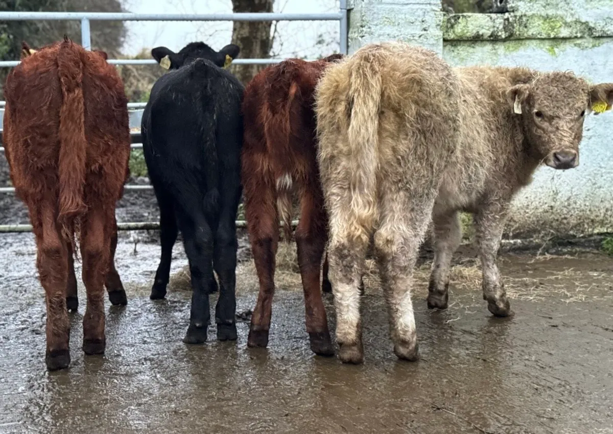 ⭐️4 Smashing Heifer Weanlings⭐️ - Image 4