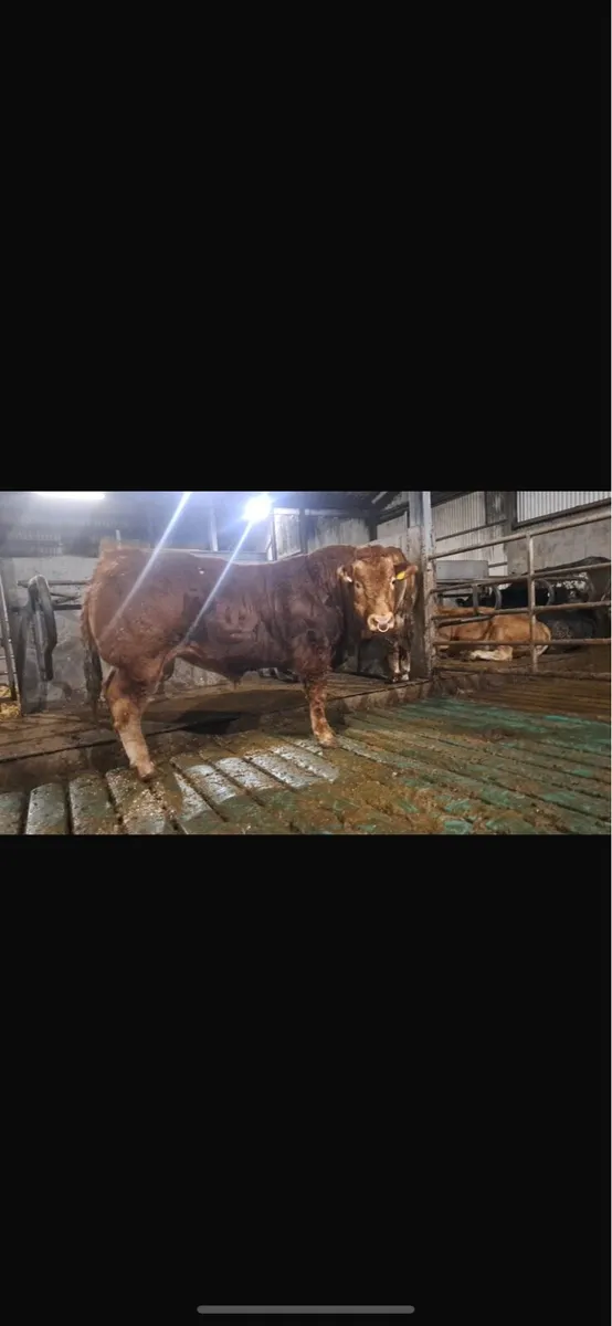 Top class limousin bull - Image 1