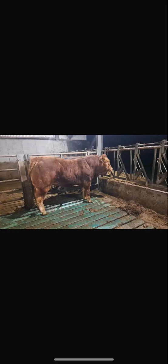 Top class limousin bull - Image 2