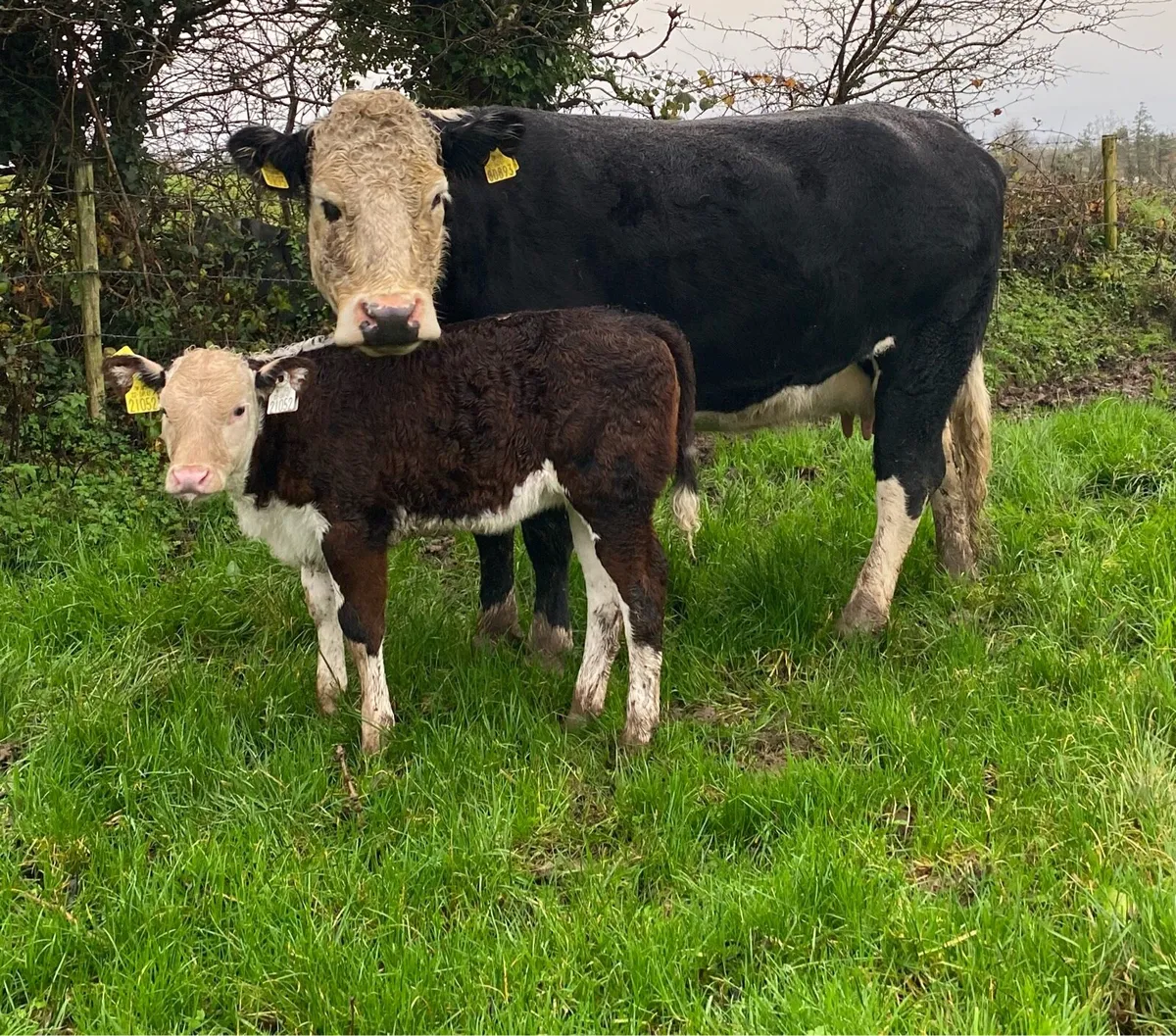 ⭐️Super Hereford Heifer And Heifer Calf⭐️ - Image 2