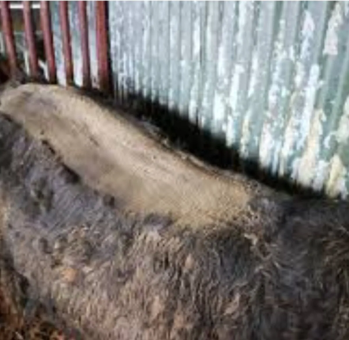 Cattle clipping - Image 1