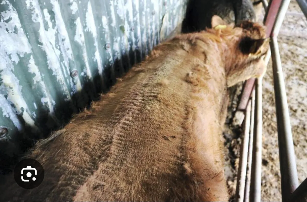 Cattle clipping - Image 2