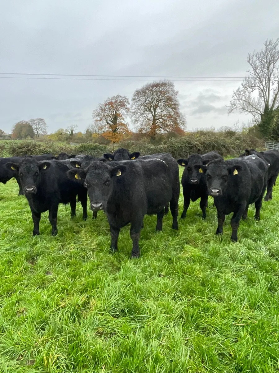 20 Angus bulloxks - Image 1
