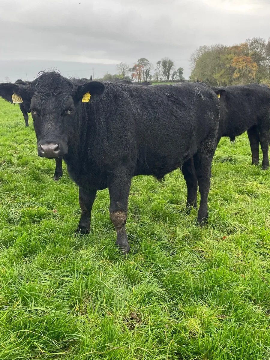 20 Angus bulloxks - Image 2