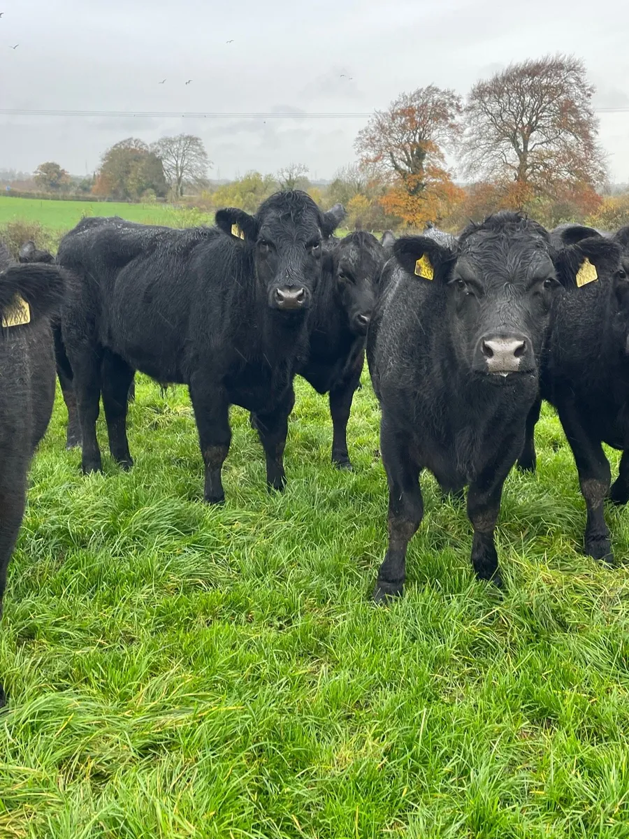 20 Angus bulloxks - Image 3