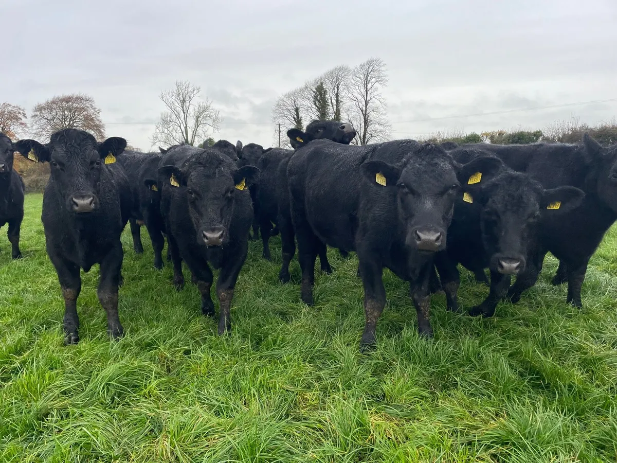 20 Angus bulloxks - Image 4