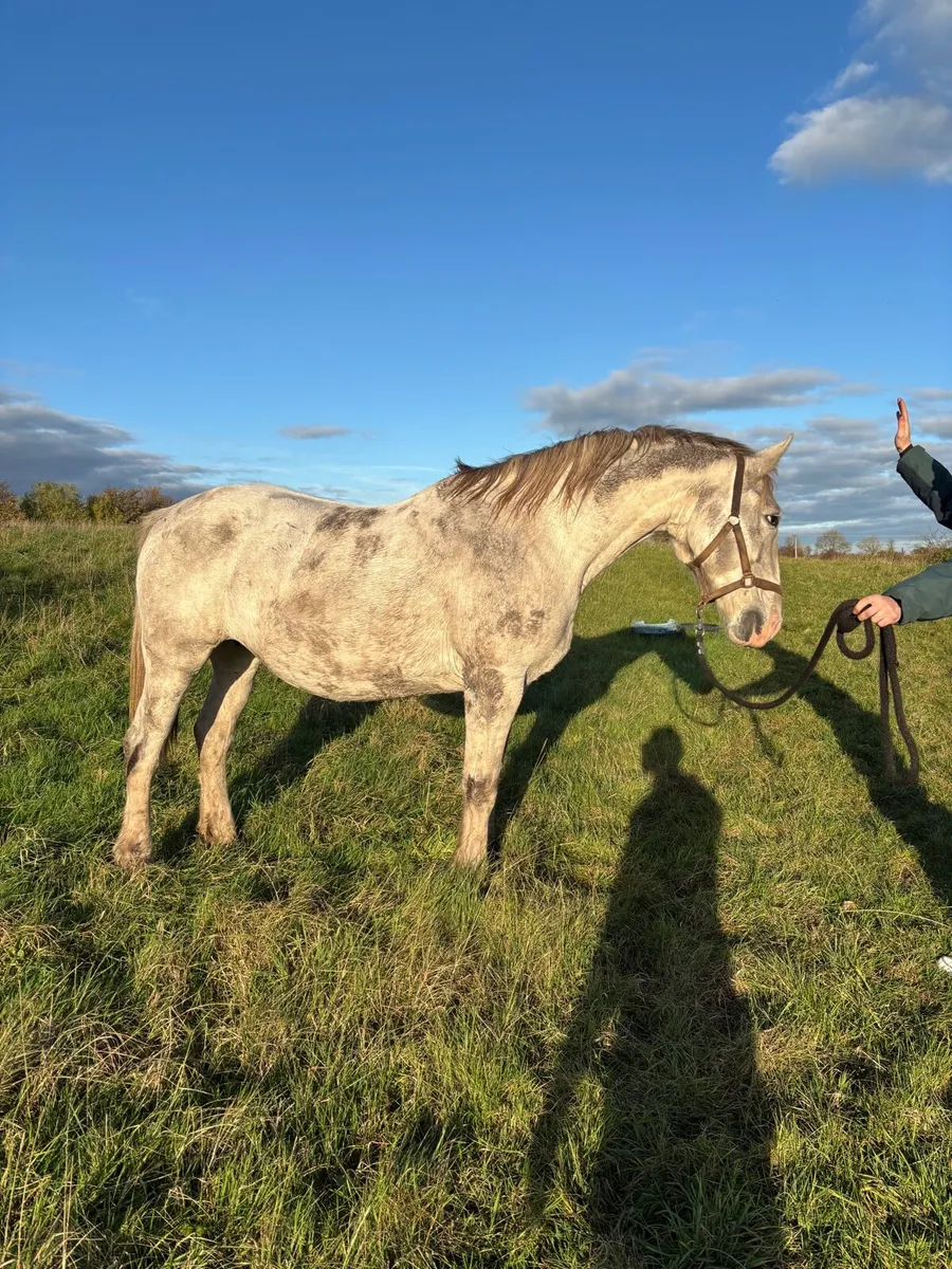 RID Broodmare by Crosstown Dancer - Image 2