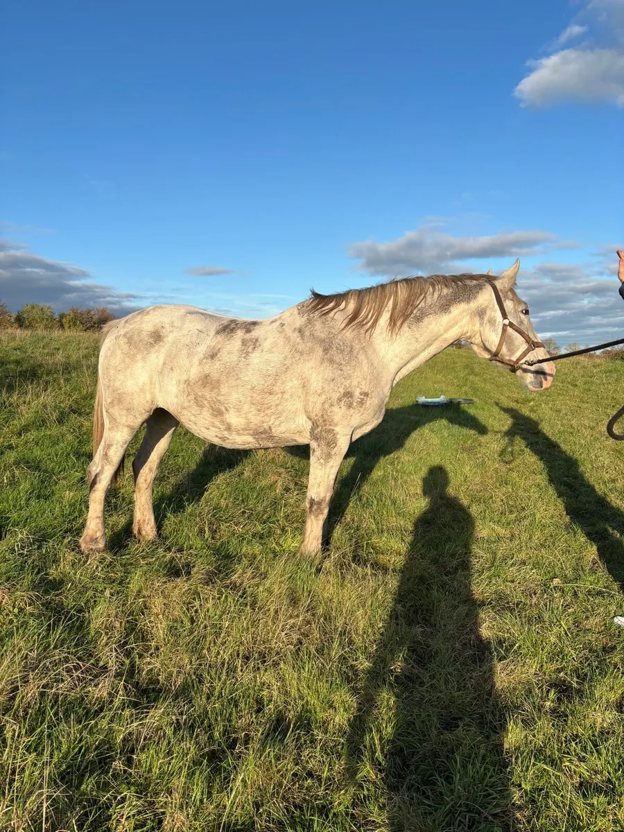 RID Broodmare by Crosstown Dancer - Image 3