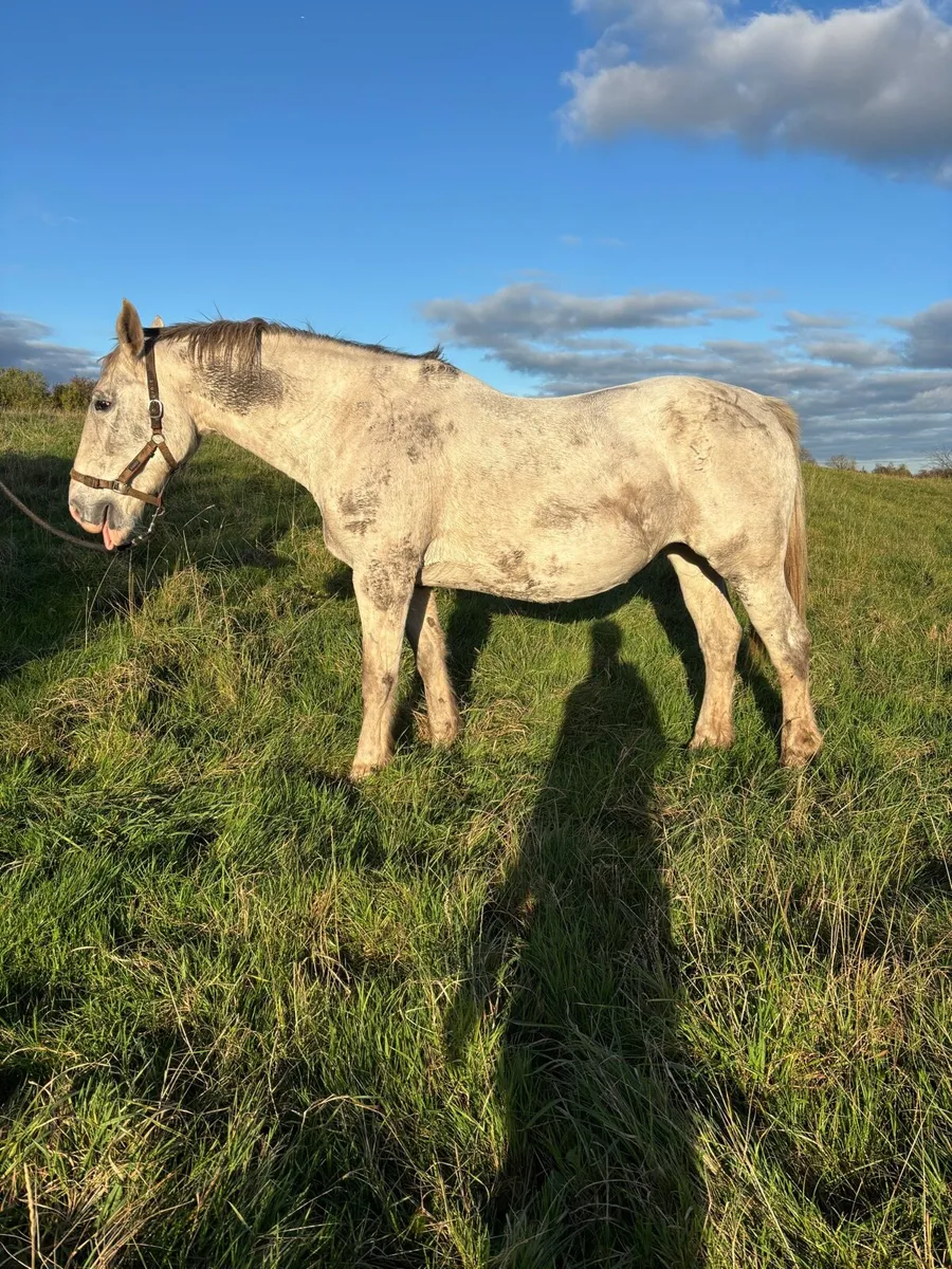 RID Broodmare by Crosstown Dancer - Image 4