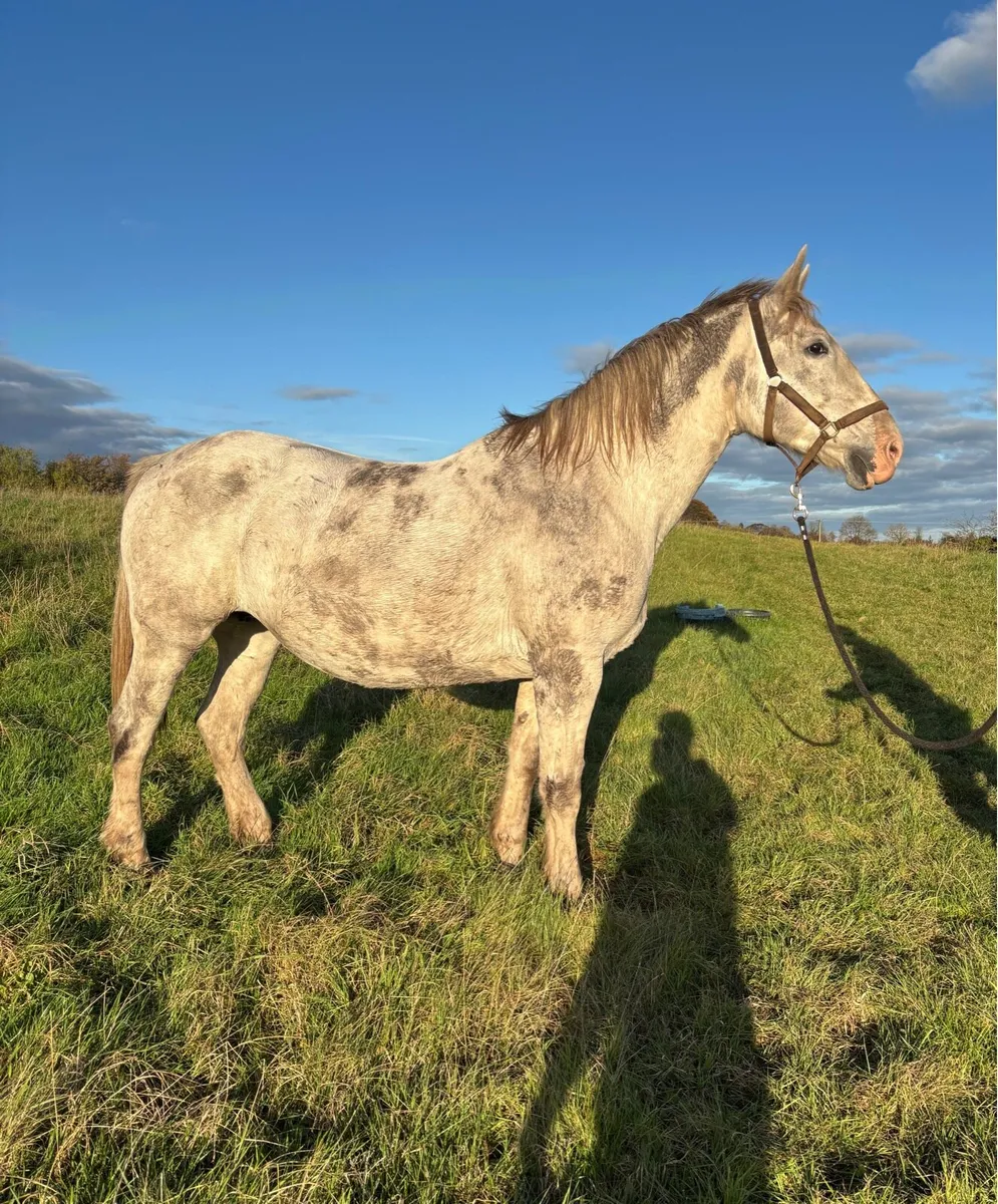 RID Broodmare by Crosstown Dancer - Image 1