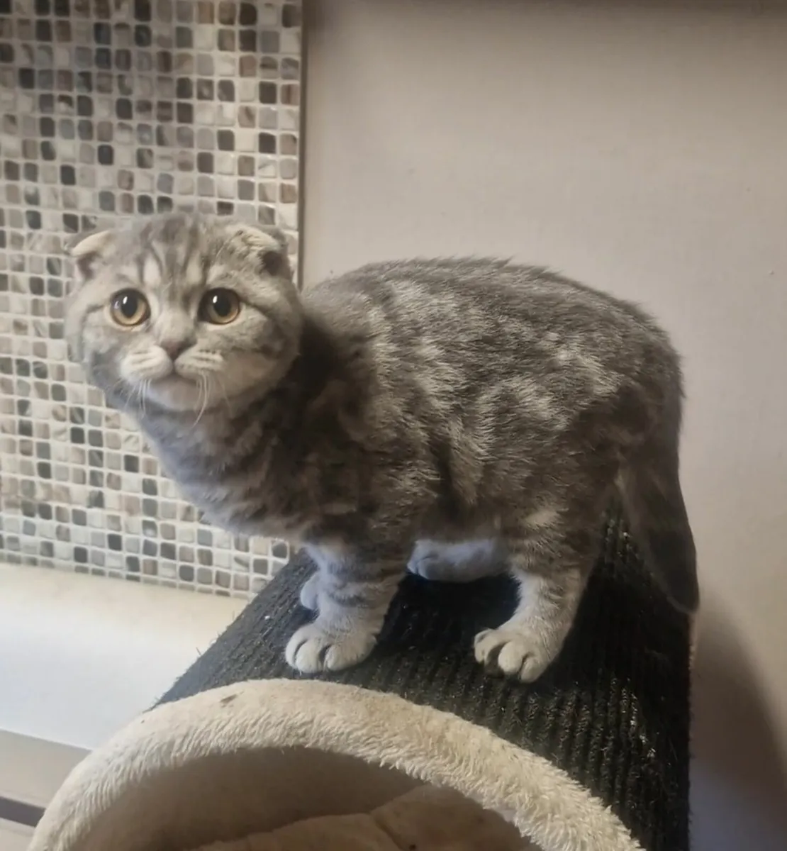 Scottish kittens - Image 1