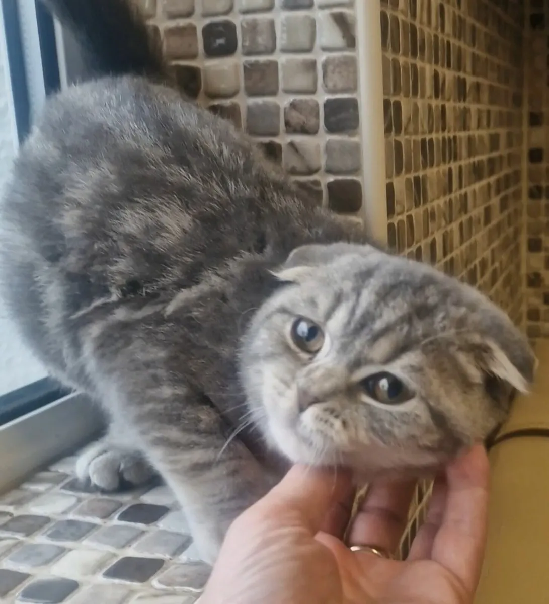 Scottish kittens - Image 2