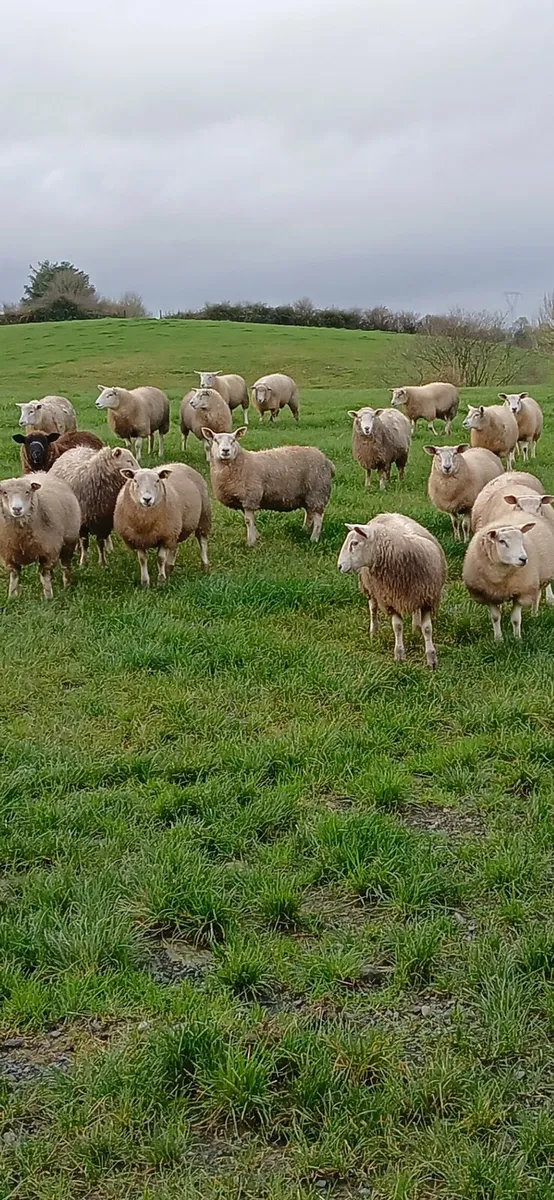 Store lambs