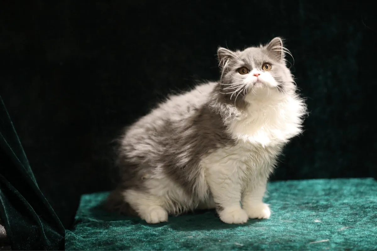 Purebreed British longhair boy Tica register - Image 1