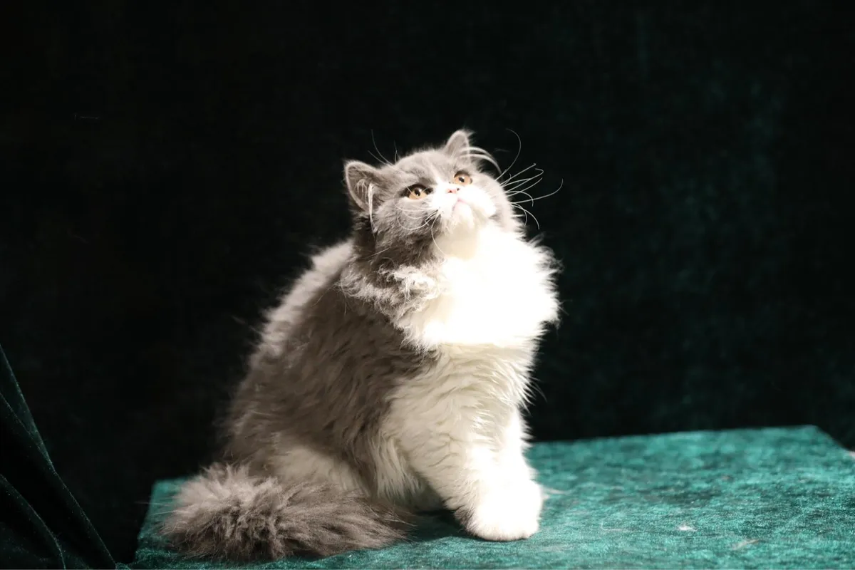 Purebreed British longhair boy Tica register - Image 2