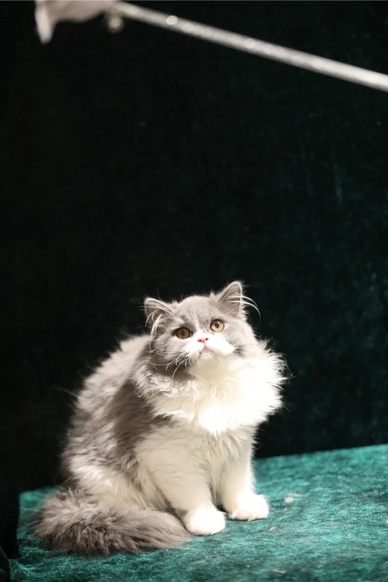 Purebreed British longhair boy Tica register - Image 3